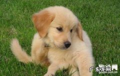 如何预防犬钩虫病？