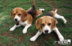 【犬佝偻病症状】小狗佝偻病症状缘故|确诊|防止及治疗方法