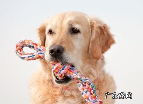 金毛狗狗反酸水吃啥中药材,金毛狗狗反酸水拉黑屎