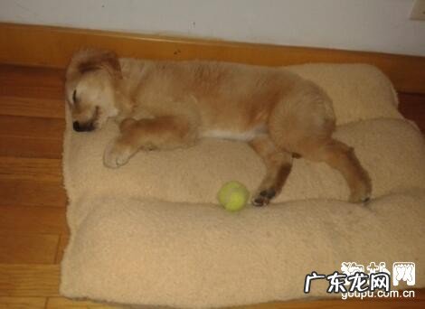 狗瘟的传染途径及防范措施