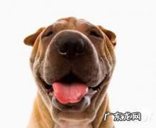 狗瘟的传染途径及防范措施