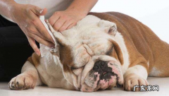 小狗有耳螨怎么治疗和避免 ？