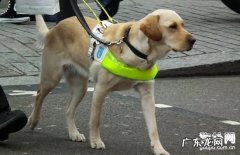 【犬脑膜炎奈瑟菌病状】缘故|确诊|防止及治疗方法