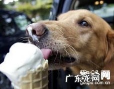 狗狗呕吐的缘故及治疗方法