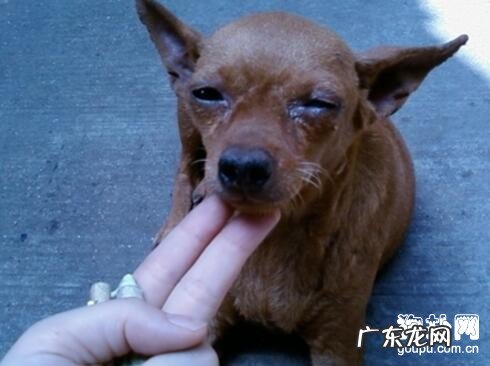 狗狗呕吐的缘故及治疗方法