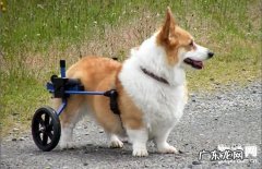 【小狗骨折怎么办】狗狗骨折缘故|确诊|防止及治疗方法