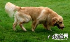 狗狗呕吐该怎么办