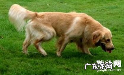 狗狗呕吐该怎么办