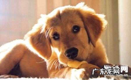 狗狗呕吐该怎么办