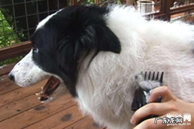 狗的身上的跳蚤怎么去除?