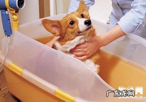 狗的身上的跳蚤怎么去除?