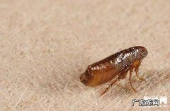 狗的身上的跳蚤怎么去除？