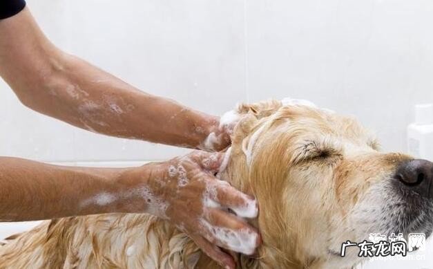 狗的身上的跳蚤怎么去除?