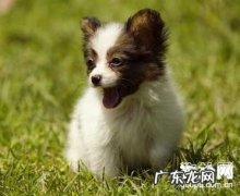 狗狗呕吐普遍的9个缘故