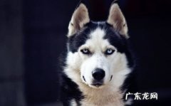 老人金毛一直吐是出了什么难点