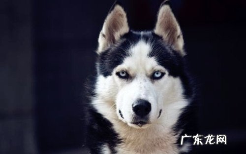 老人金毛一直吐是出了什么难点