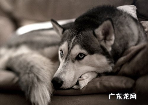 老人金毛一直吐是出了什么难点