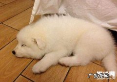 犬轮状病毒病状及医治