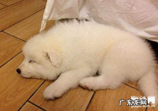 犬轮状病毒病状及医治