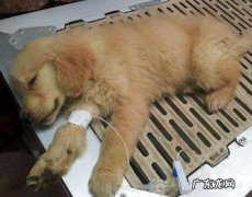 如何预防犬的结肠炎型细小病毒病？