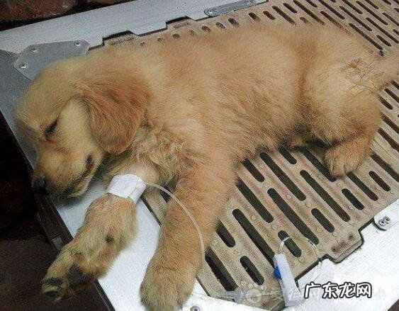 如何预防犬的结肠炎型细小病毒病?