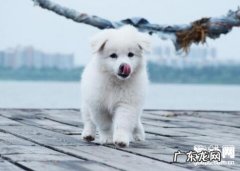 小狗偏瘫康复治疗方法