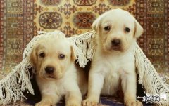 小狗前庭神经炎的病症及治疗方法