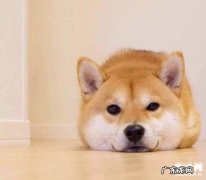 狗狗骨折的恰当解决方式