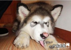 小狗老爱舔前爪是为什么