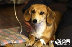 犬蛔虫病病症及预防方式