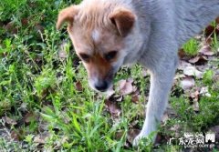 小狗怎么会喂草？