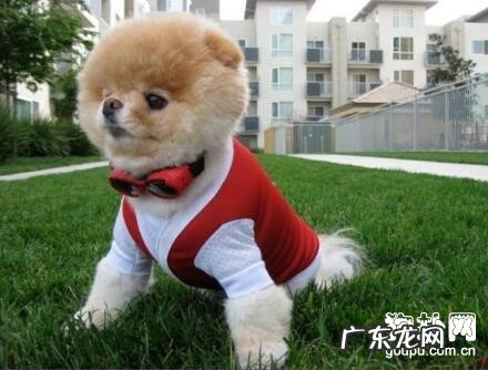 狗狗发抖的十大缘故详细说明【狗主人家注意事项】