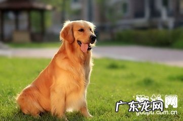 狗狗发抖的十大缘故详细说明【狗主人家注意事项】