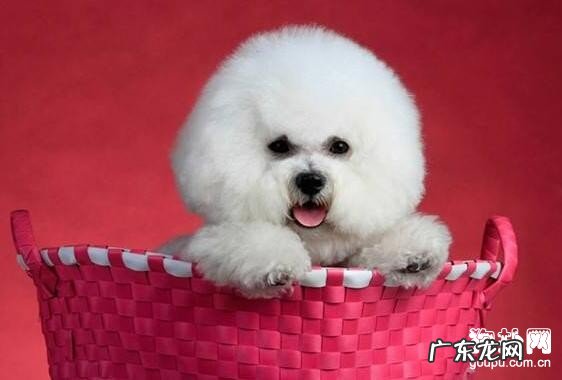 怎样帮小狗清理牙?你需要做这一些事