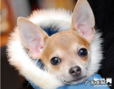 小宠物生病是否会传染人？