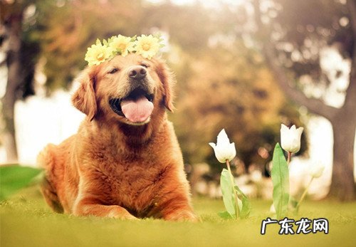 九月份的金毛狗狗狗狗拉稀二天了应该怎么办