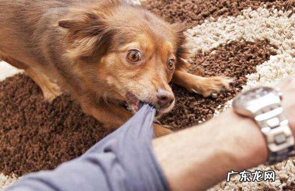 得了狂犬病毒的人有哪些症状,4个阶段各不一样