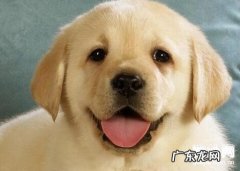 狗狗便秘该怎么办？狗便秘原因，狗便秘吃什么？