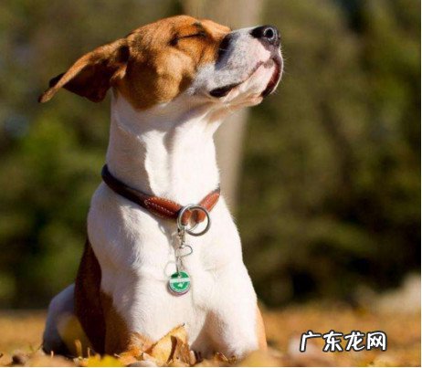 狗狗能吃什么更健康?小狗营养膏陪你掌握他们需要的营养成分