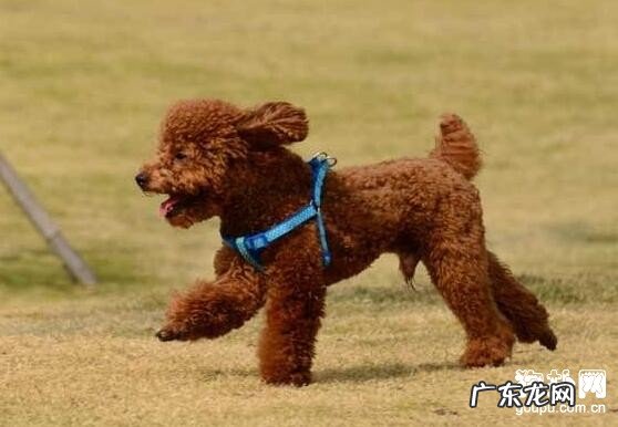 狗狗断尾的方式 和方法