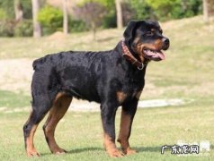 狗狗断尾的方式 和方法