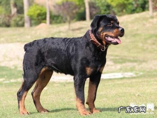 狗狗断尾的方式 和方法