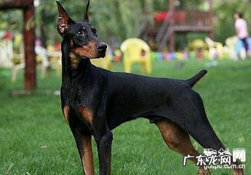 狗狗断尾的方式 和方法