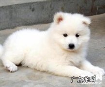 细微能治好吗，犬冠状病毒症可否治愈