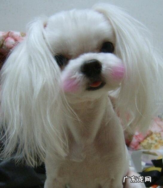 狗狗便血是什么原因？狗狗便血的缘故及治疗方法