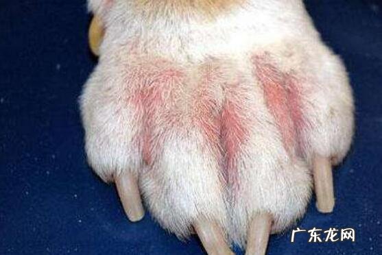 狗狗皮肤病怎样治,小狗常见的皮肤病治疗方法