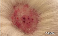 狗狗皮肤病怎样治，小狗常见的皮肤病治疗方法