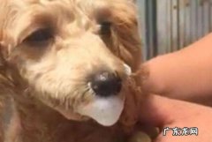 狗狗抽搐吐白沫该怎么办？