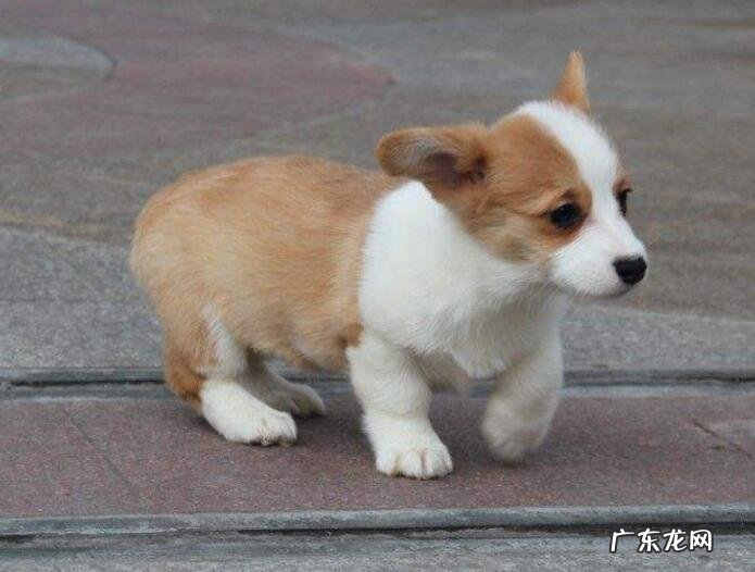 狗狗抽搐吐白沫该怎么办?