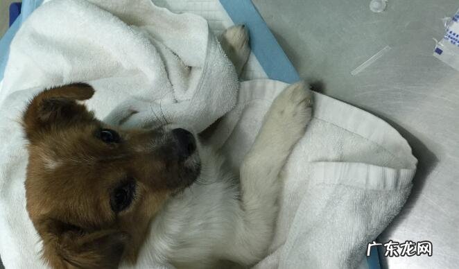 狗狗抽搐吐白沫该怎么办?